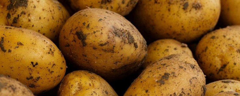 南方马铃薯的种植方法，温度要控制在10-12℃