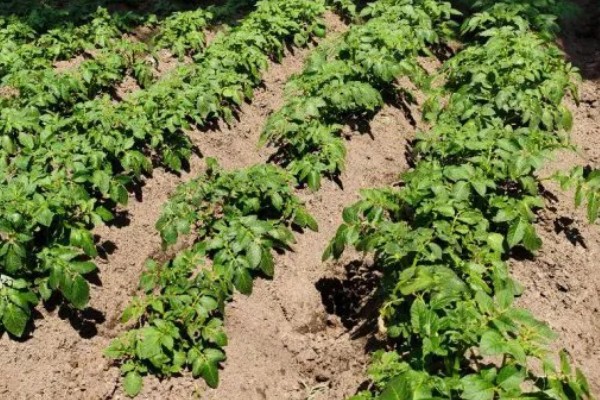 南方马铃薯的种植方法，温度要控制在10-12℃