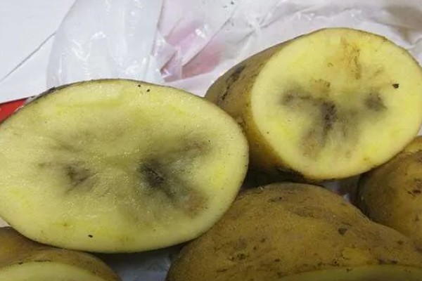 南方马铃薯的种植方法，温度要控制在10-12℃