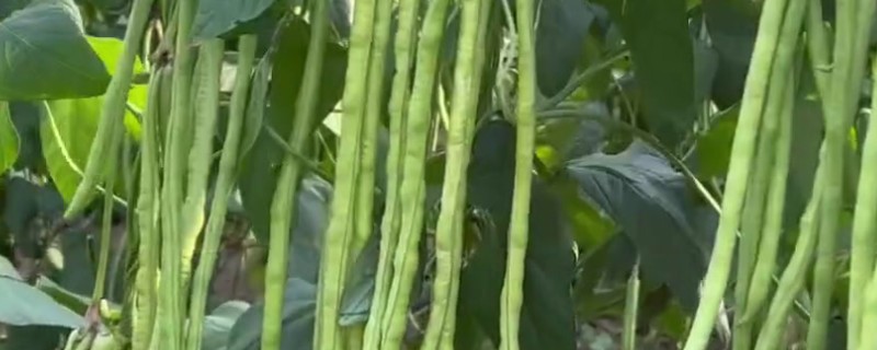 豆角高产种植方法，每亩播种4000-5000穴