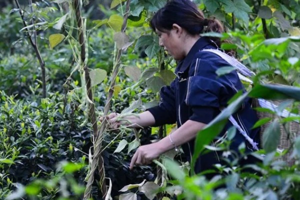 豆角高产种植方法，每亩播种4000-5000穴