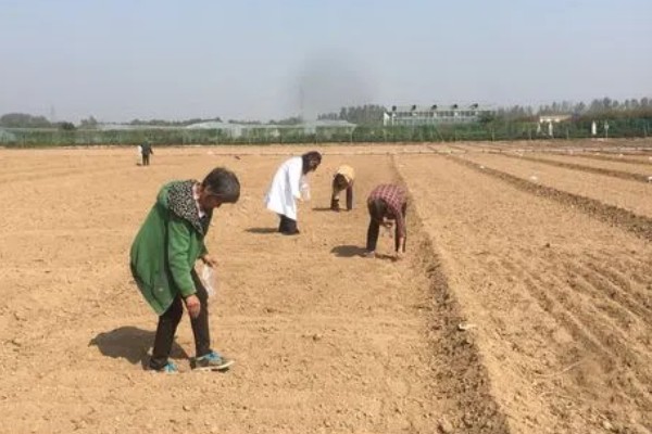 豆角高产种植方法，每亩播种4000-5000穴