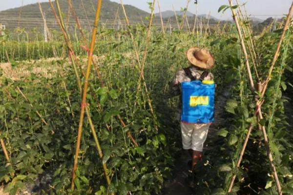 豆角高产种植方法，每亩播种4000-5000穴