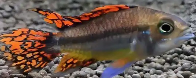 鱼沉底不游如何处理，可采取停喂、换水等措施