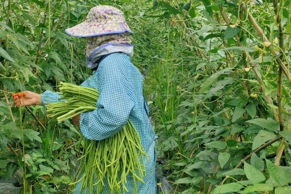 豆角高产种植方法，每亩播种4000-5000穴