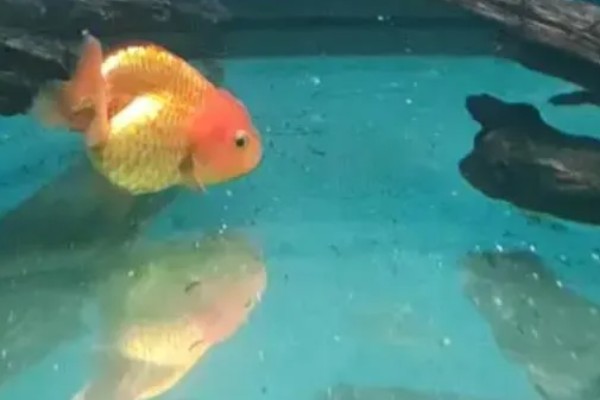 鱼沉底不游如何处理，可采取停喂、换水等措施