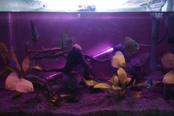 鱼沉底不游如何处理，可采取停喂、换水等措施