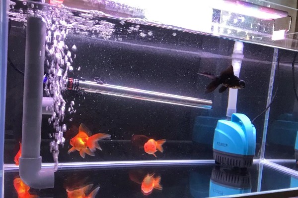 鱼沉底不游如何处理，可采取停喂、换水等措施