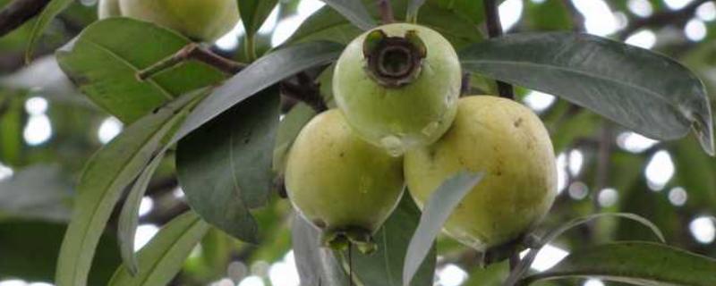 水葡萄简介，一般是指蒲桃