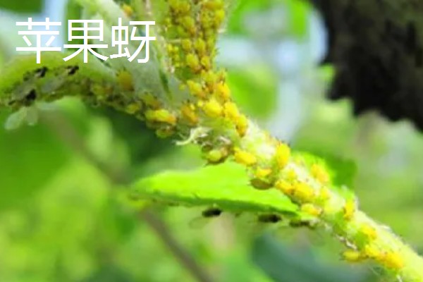 西府海棠的常见虫害怎么防治,出现红蜘蛛可以喷洒辣椒水