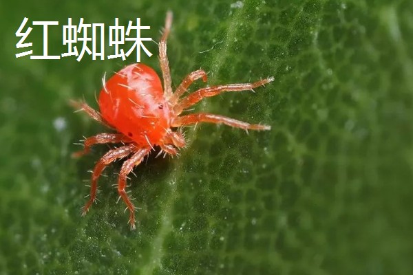西府海棠的常见虫害怎么防治,出现红蜘蛛可以喷洒辣椒水