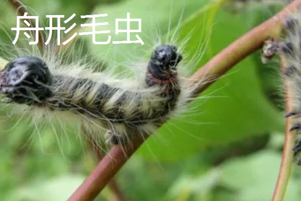西府海棠的常见虫害怎么防治,出现红蜘蛛可以喷洒辣椒水