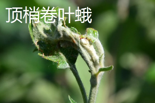 西府海棠的常见虫害怎么防治,出现红蜘蛛可以喷洒辣椒水