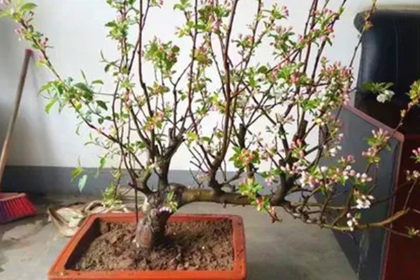 西府海棠的常见虫害怎么防治,出现红蜘蛛可以喷洒辣椒水