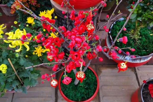 西府海棠的常见虫害怎么防治,出现红蜘蛛可以喷洒辣椒水