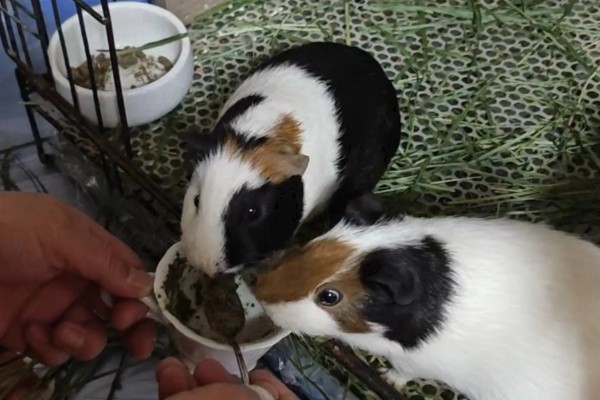 荷兰猪球虫病如何预防，要给它创建一个良好的饲养环境