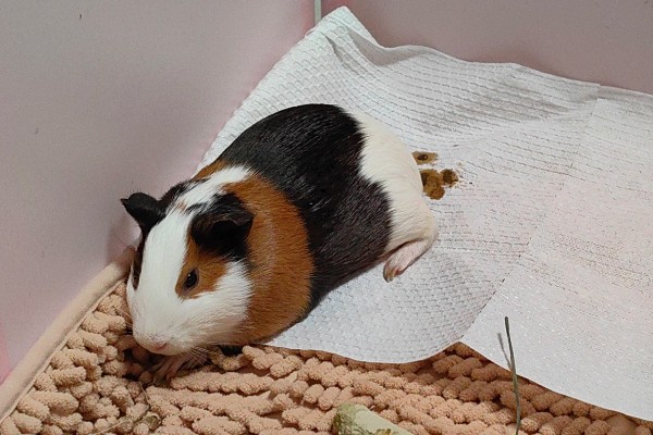 荷兰猪球虫病如何预防，要给它创建一个良好的饲养环境