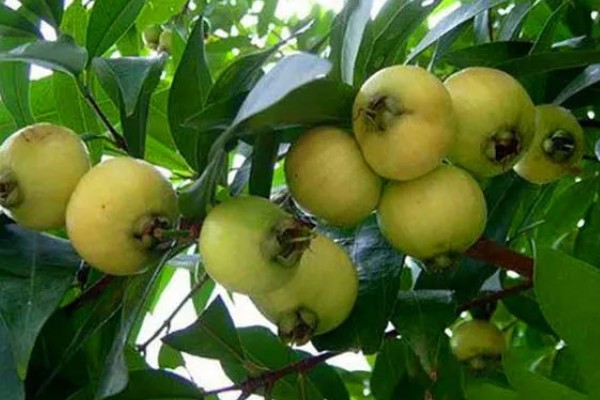 水葡萄简介,一般是指蒲桃