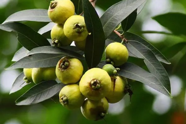 水葡萄简介,一般是指蒲桃