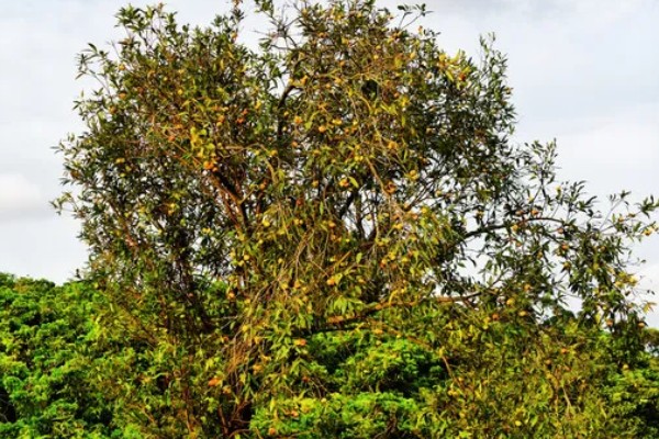 水葡萄简介,一般是指蒲桃