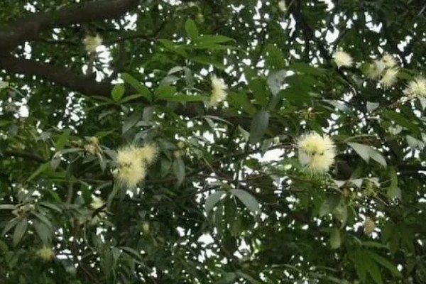 水葡萄简介,一般是指蒲桃