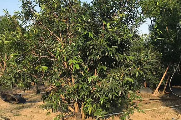 水葡萄简介,一般是指蒲桃