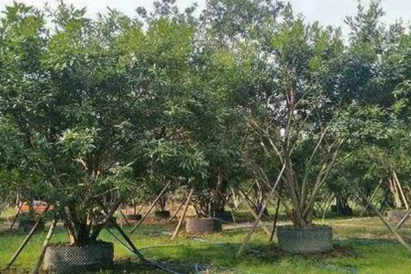 水葡萄简介,一般是指蒲桃