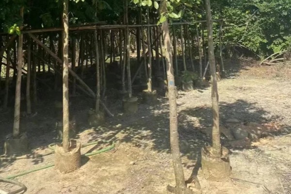 水葡萄简介,一般是指蒲桃