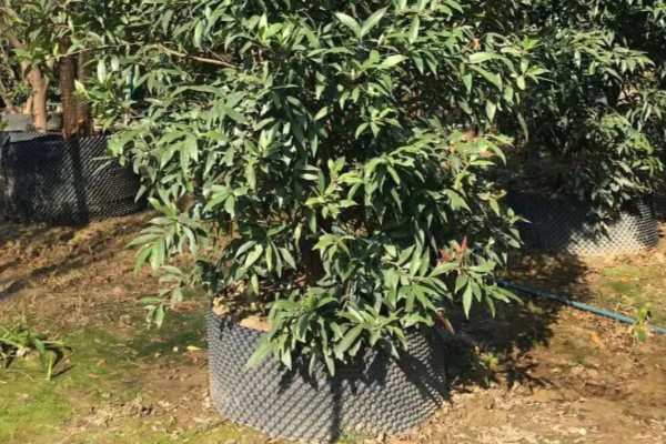 水葡萄简介,一般是指蒲桃