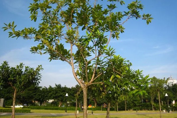 水葡萄简介,一般是指蒲桃