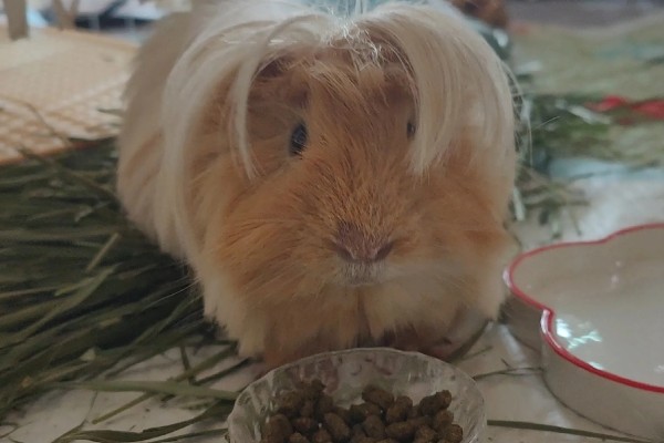 荷兰猪球虫病如何预防，要给它创建一个良好的饲养环境