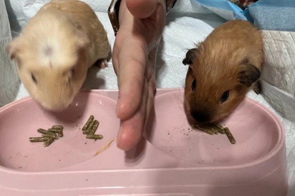 荷兰猪球虫病如何预防，要给它创建一个良好的饲养环境