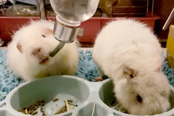 荷兰猪球虫病如何预防，要给它创建一个良好的饲养环境