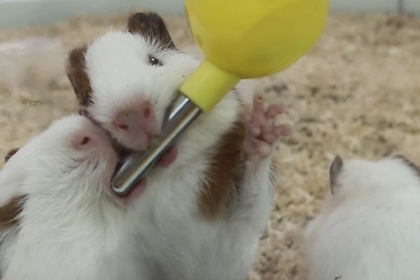 荷兰猪球虫病如何预防，要给它创建一个良好的饲养环境