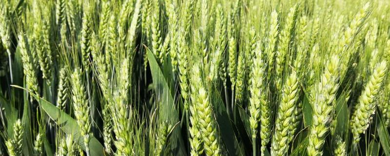 京冬12品种简介，全生育期258天