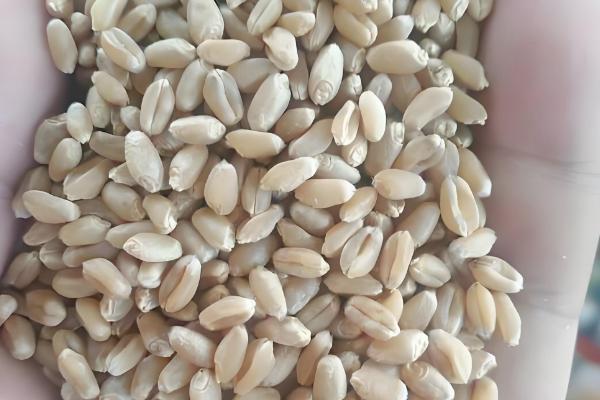 京冬12品种简介，全生育期258天