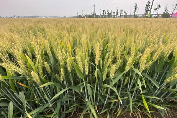 京冬12品种简介，全生育期258天