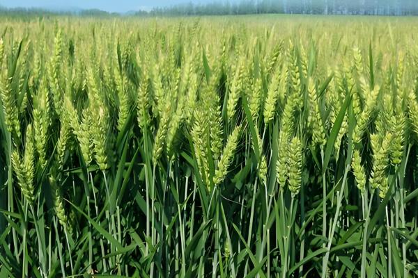 京冬12品种简介，全生育期258天