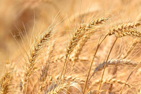 京冬12品种简介，全生育期258天