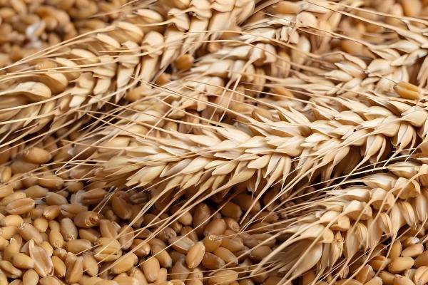 京冬12品种简介，全生育期258天