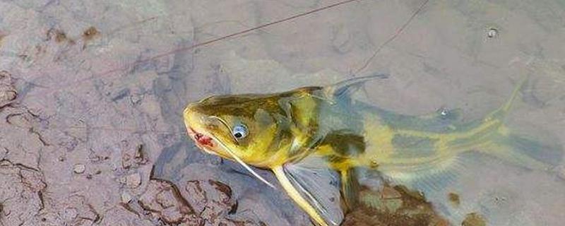 钓黄颡鱼用什么蚯蚓，个体普遍较小则建议用红蚯蚓