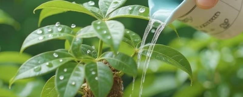 发财树浇什么水可以快速生长，柳枝水、黄豆水比较合适
