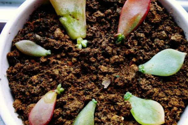 叶插多肉的浇水方法，扦插时就可以浇湿土壤