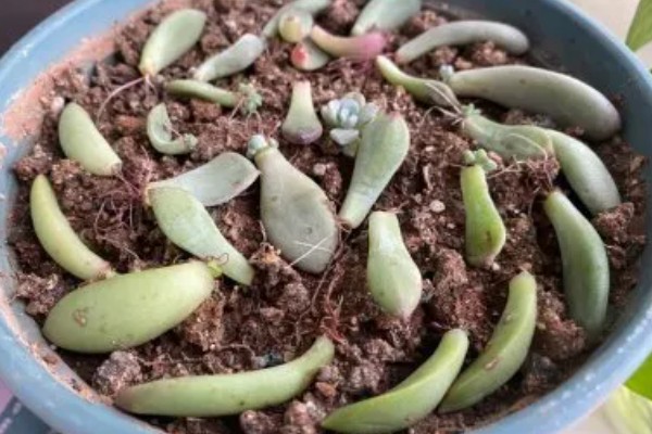 叶插多肉的浇水方法，扦插时就可以浇湿土壤