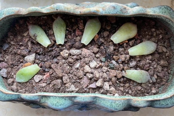 叶插多肉的浇水方法，扦插时就可以浇湿土壤