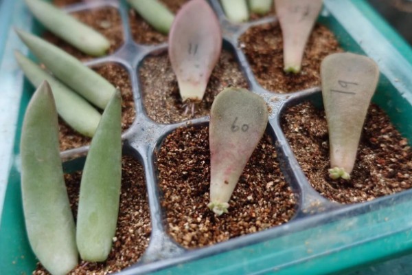 叶插多肉的浇水方法，扦插时就可以浇湿土壤