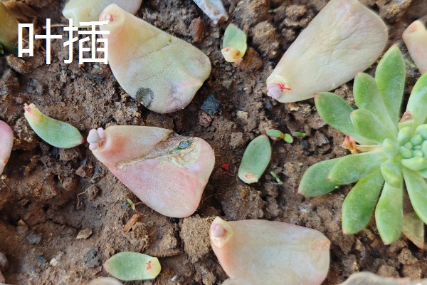 叶插多肉的浇水方法，扦插时就可以浇湿土壤