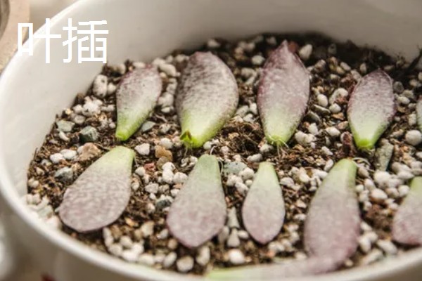 叶插多肉的浇水方法，扦插时就可以浇湿土壤