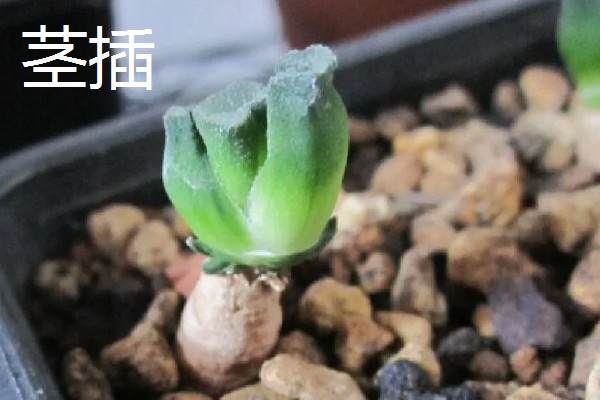 叶插多肉的浇水方法，扦插时就可以浇湿土壤