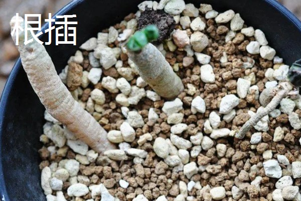 叶插多肉的浇水方法，扦插时就可以浇湿土壤